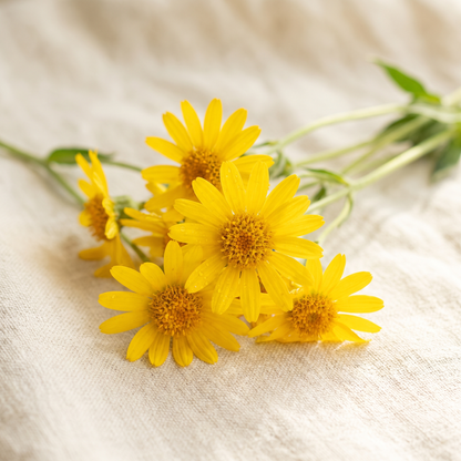 ing-arnica
