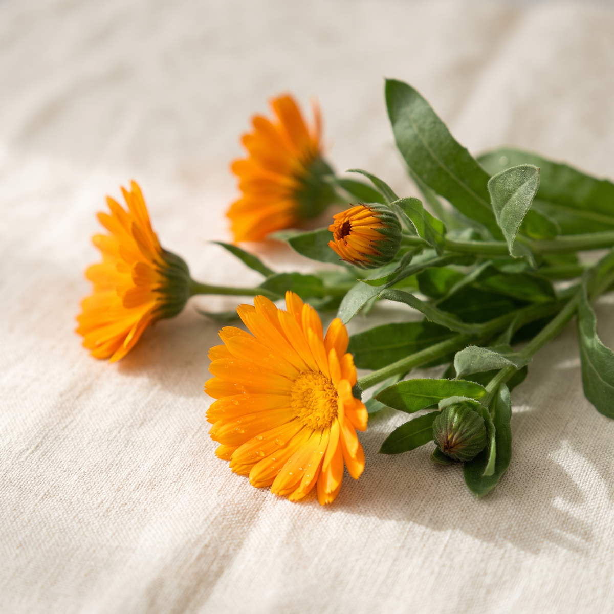 ing-calendula